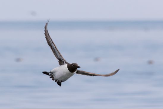 Oiseaux marins et activités humaines dans le Saint-Laurent et au Nunavik