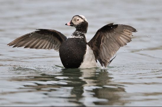 La migration des oiseaux à la pointe gaspésienne
