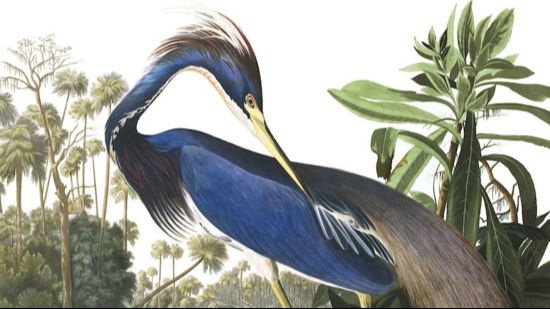 Illustrateurs d’oiseaux