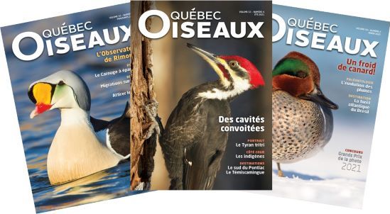 Entre les pages de QuébecOiseaux