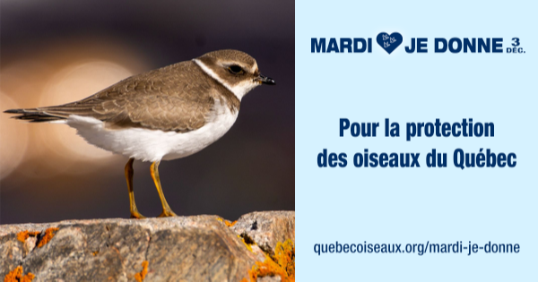 Session de questions-réponses avec des biologistes de QuébecOiseaux