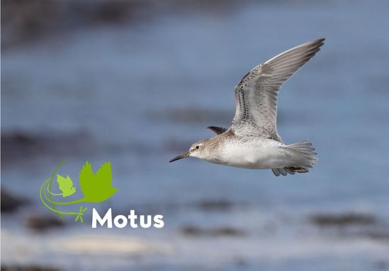 MOTUS : Suivre les oiseaux à la trace, un signal à la fois