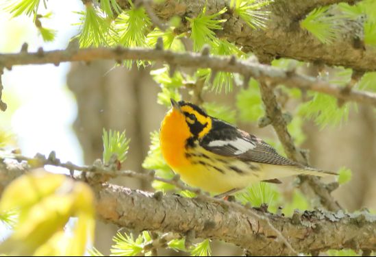 Créer un jardin pour la biodiversité aviaire