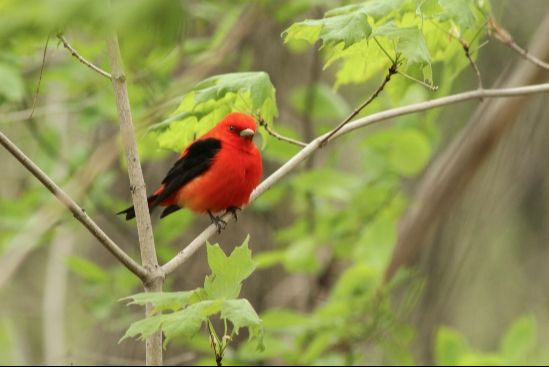 Les érablières sucrières et les oiseaux