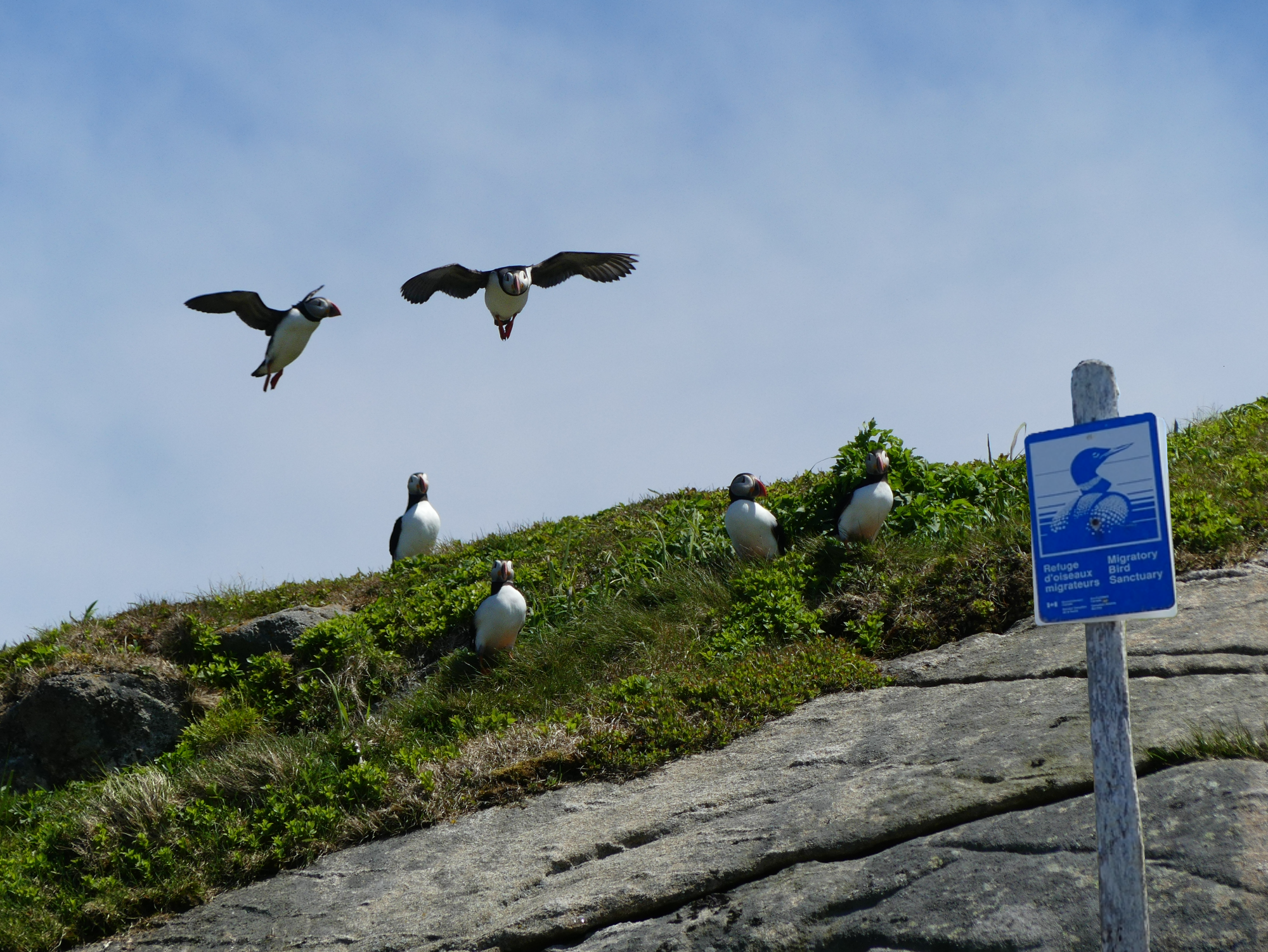 À la découverte des refuges d’oiseaux migrateurs au Québec