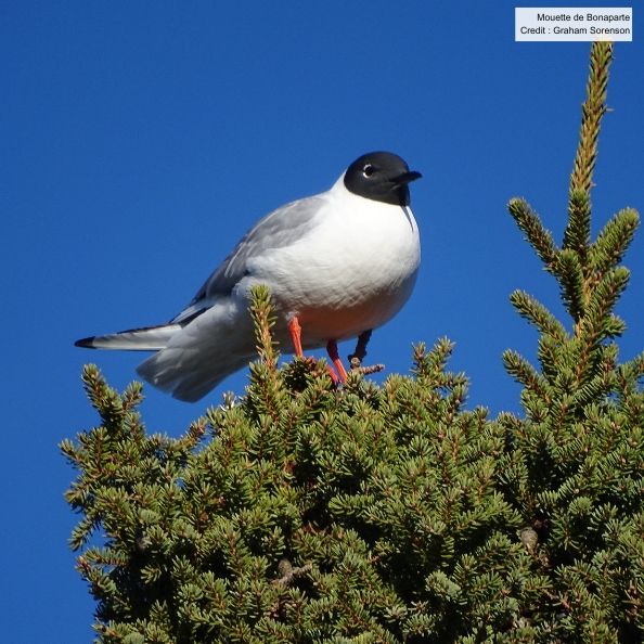 Oiseaux Canada et QuébecOiseaux accueillent favorablement l’annonce de l’American Ornithological Society