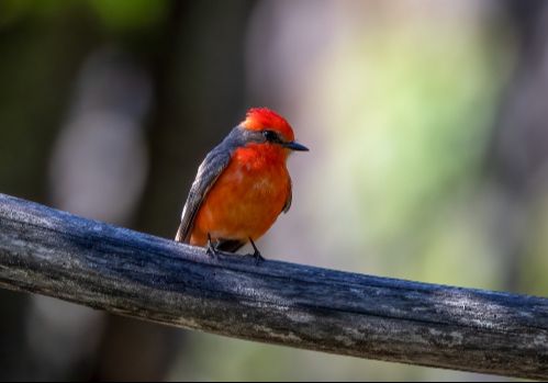 Appel de candidatures - Comité d’homologation des oiseaux rares du Québec (CHORQ)