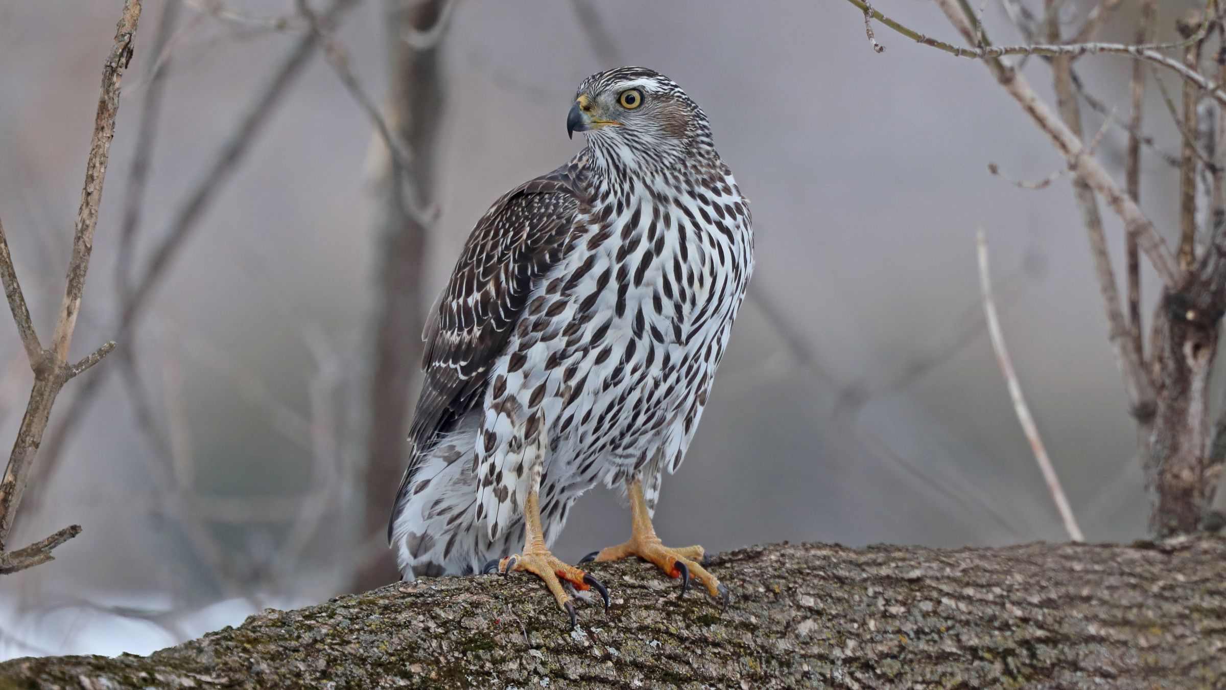 Création du Comité de révision des noms français des oiseaux