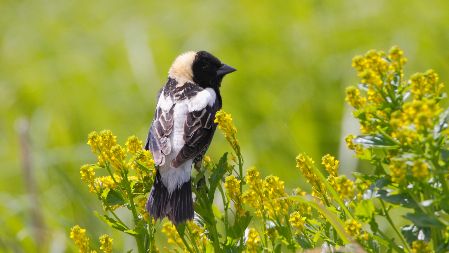 Réaction au Rapport sur l’état des populations d’oiseaux au Canada 2024