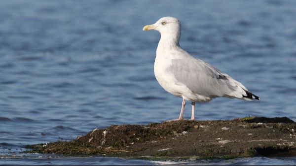 Mise à jour de la taxonomie eBird 2024