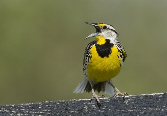 Nouvelle formation sur les aménagements et pratiques favorisant les oiseaux champêtres