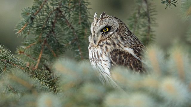 QuébecOiseaux réitère son appui à la protection des milieux naturels situés au nord de l'Aéroport Pierre-Elliott-Trudeau