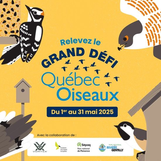 Bilan du Grand Défi QuébecOiseaux 2025