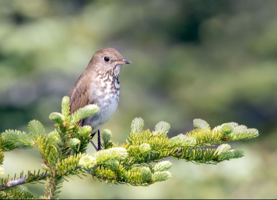 L'action de QuébecOiseaux (éoliennes)
