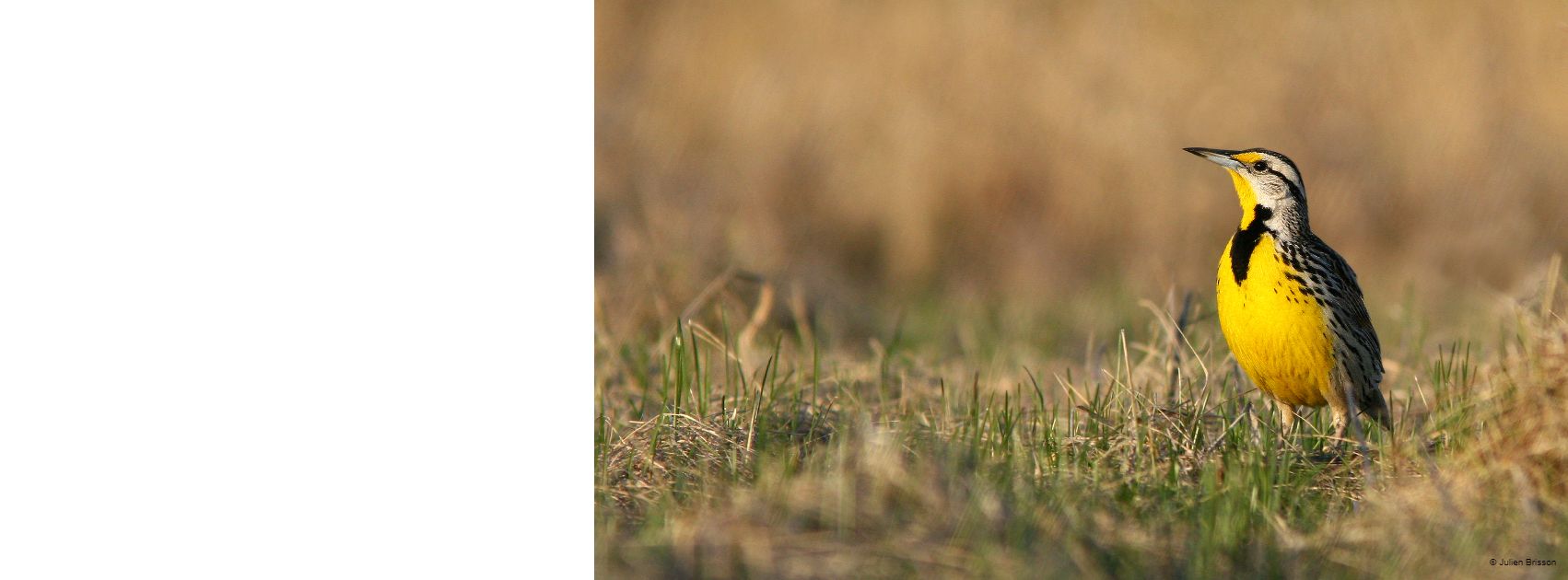 Nos actions de conservation