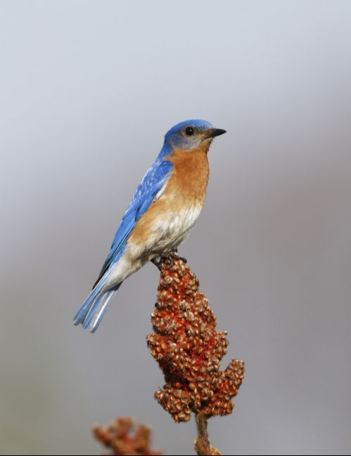 À propos de QuébecOiseaux