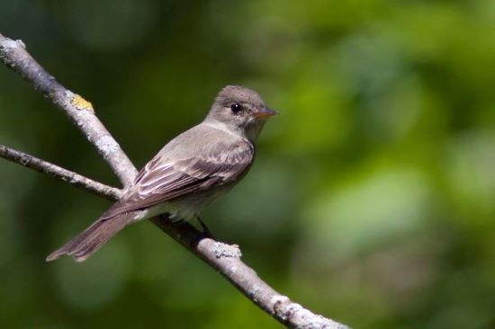 Protection des oiseaux en milieu forestier