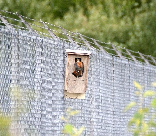 Nichoirs - tableau dimension nichoir