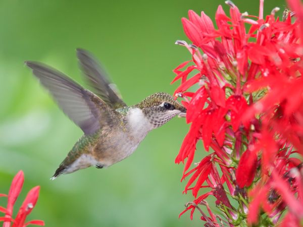 Jardin pour colibris