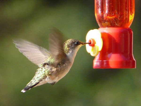 Abreuvoirs à colibri