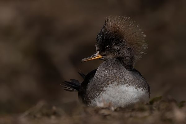 Grands prix de la photo QuébecOiseaux
