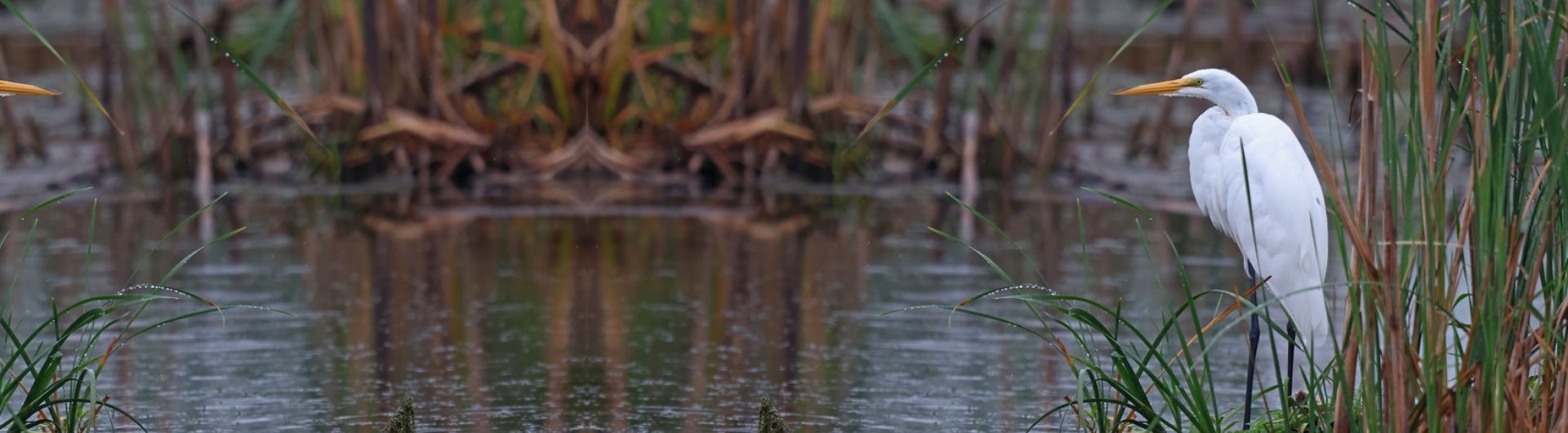 Encan-bénéfice QuébecOiseaux