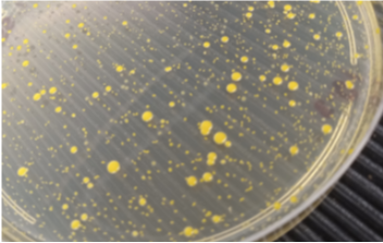 Microbiologie et textiles : évaluation de l’efficacité antibactérienne, antifongique, et virale
