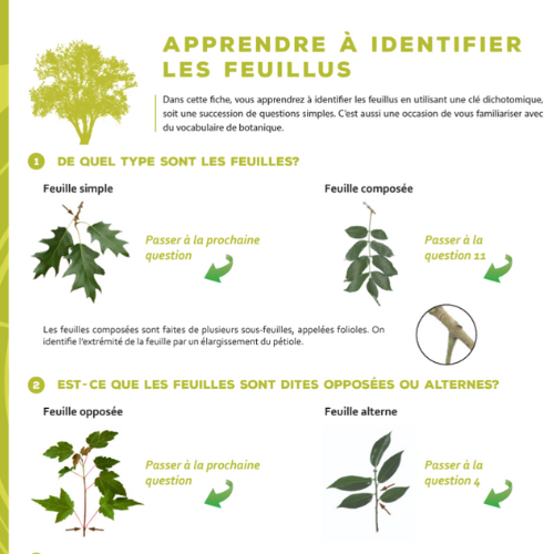 Clé d'identification des arbres feuillus du Québec
