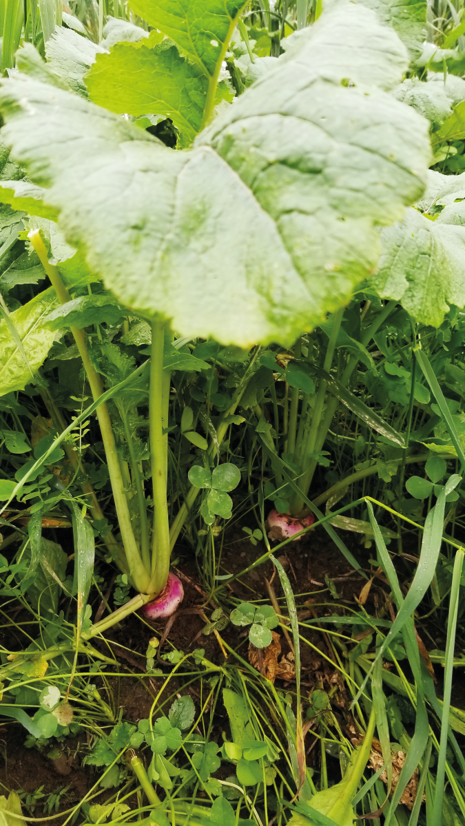 Brassica en champ nourricier