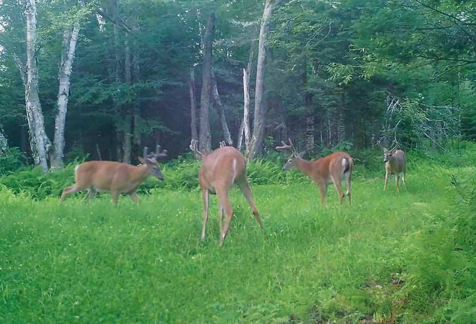 Cerfs de Virginie s’alimentant en lisière de forêt