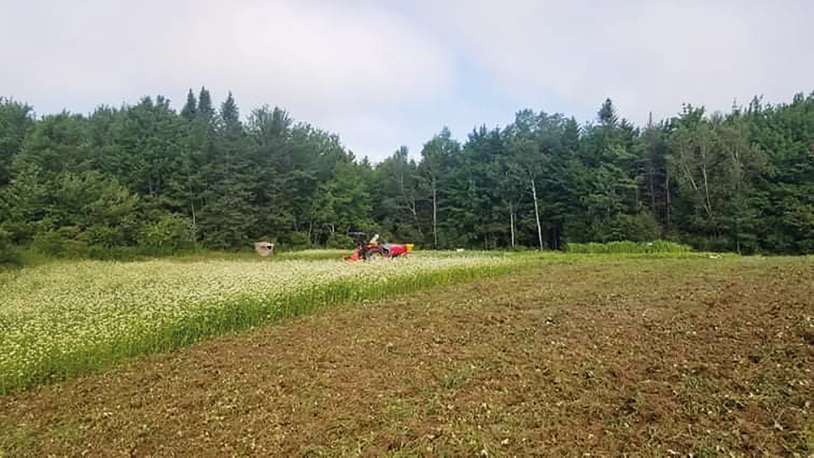 Préparation du sol au tracteur avant le semis de sarrasin