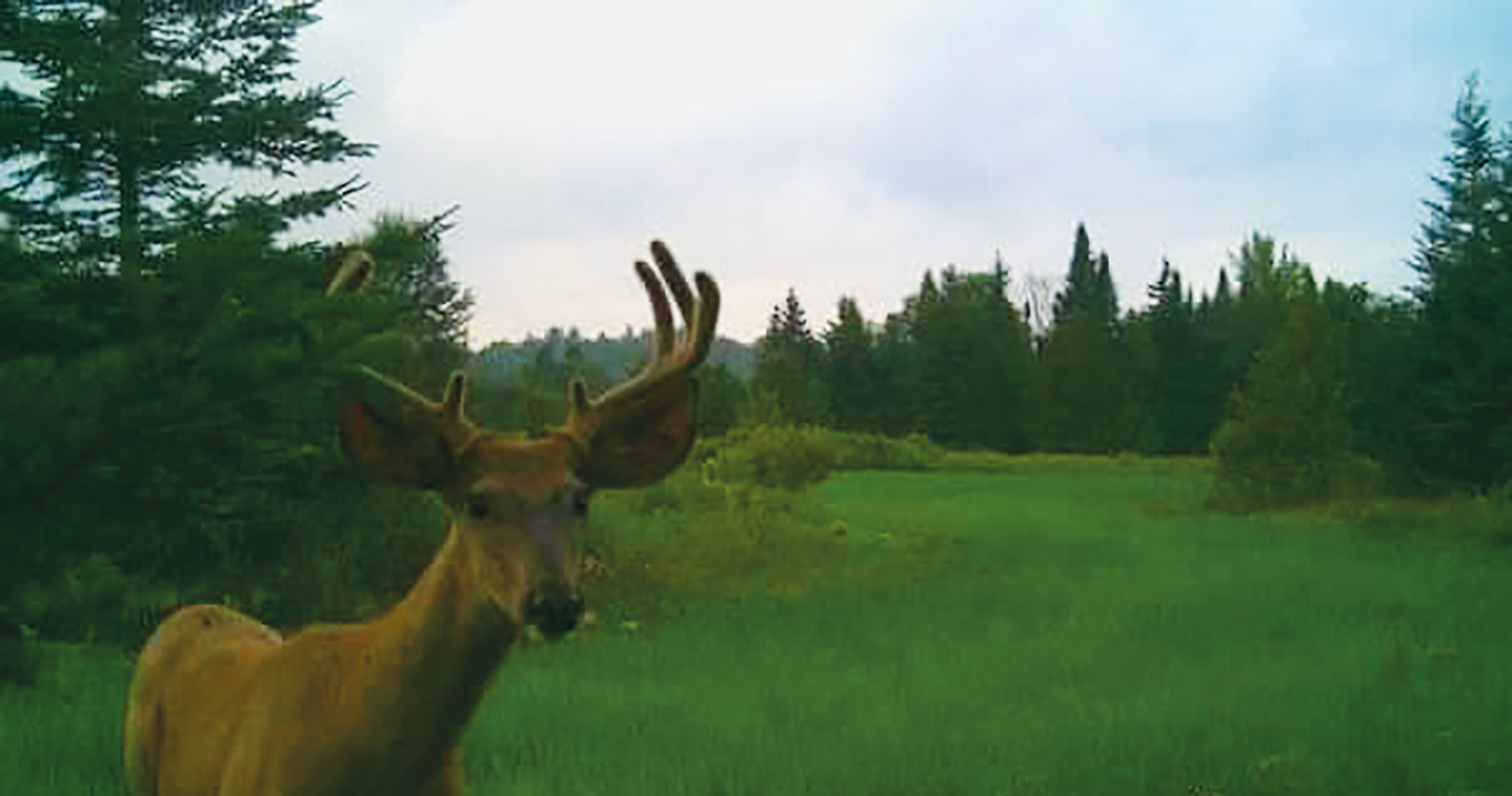 Cerf mâle dans un champ nourricier