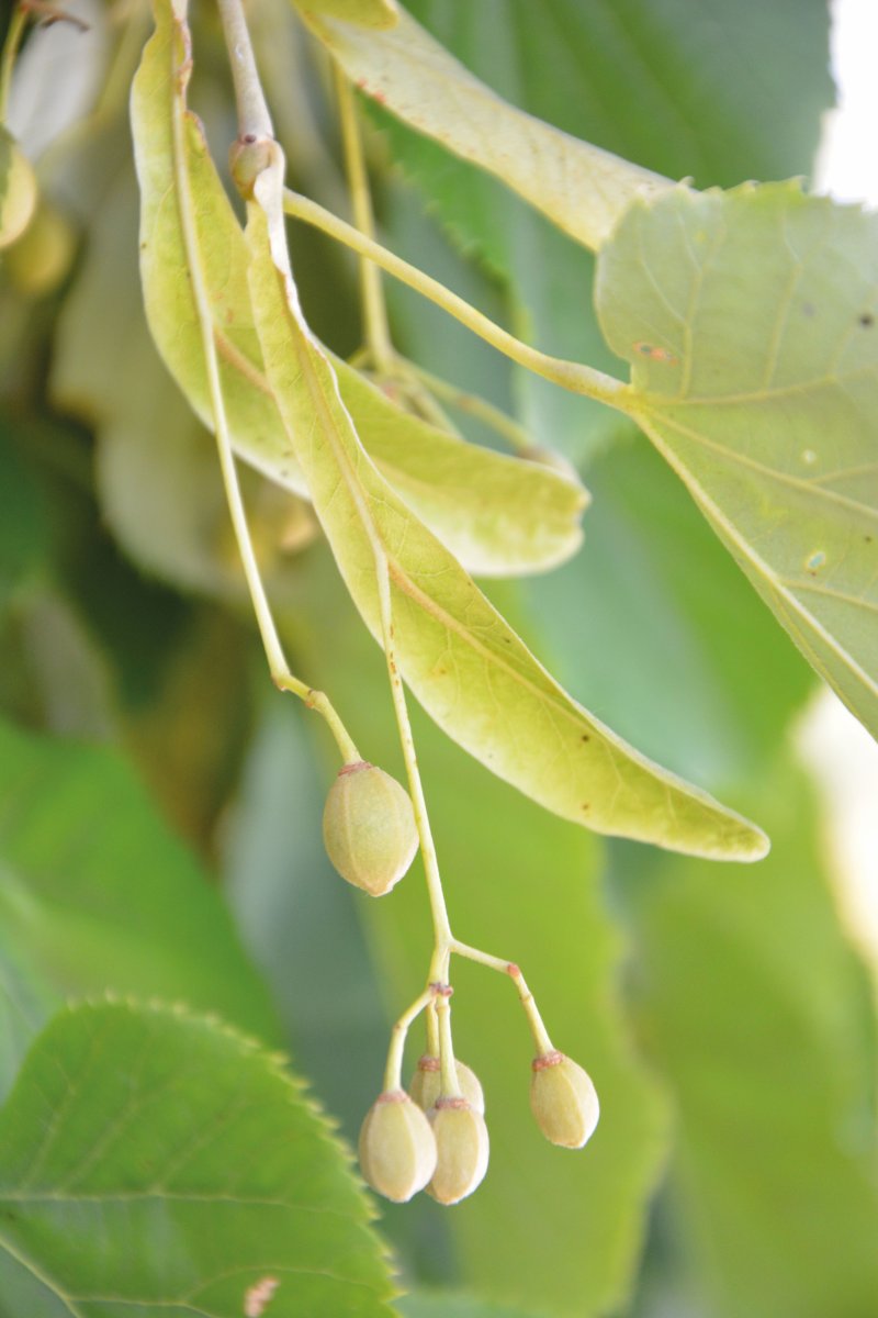 Fruit du tilleul avec sa bractée