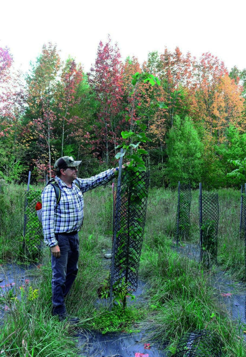 Jeune tilleul planté