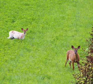 Chevreuil sur le terrain