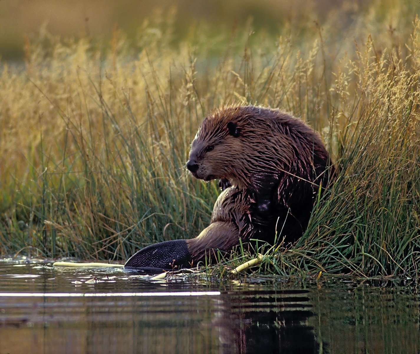 Castor sur le bord de l'eau