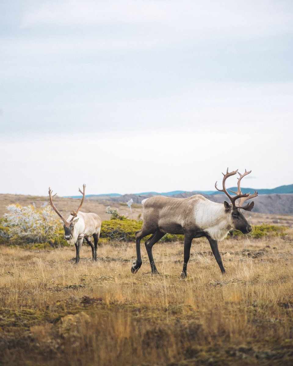Caribous de la Gaspésie