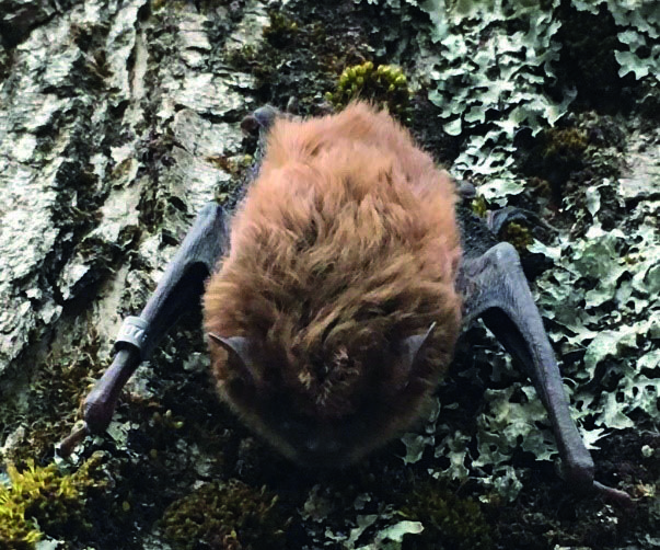 Grande chauve-souris brune