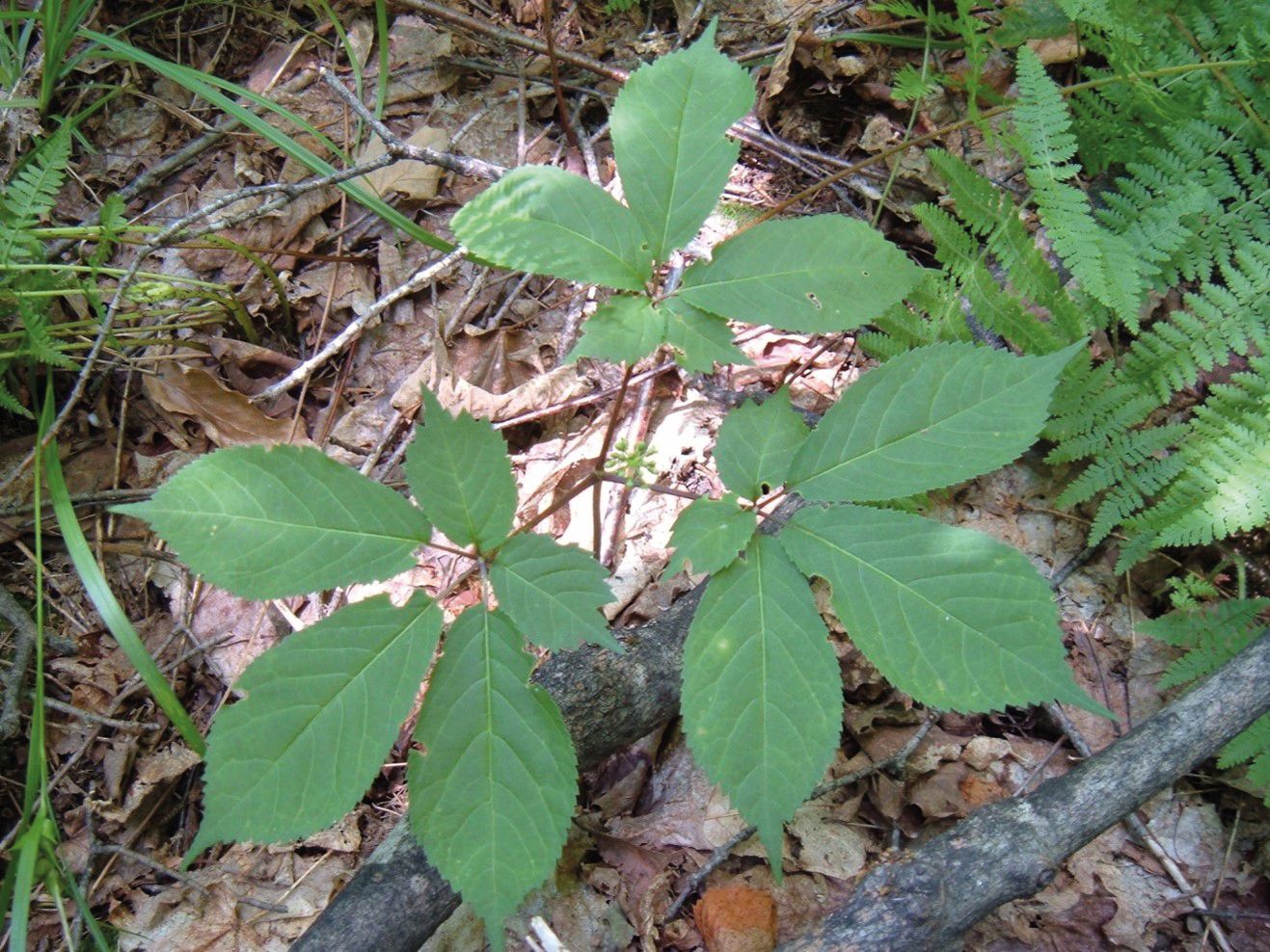 Ginseng à cinq folioles
