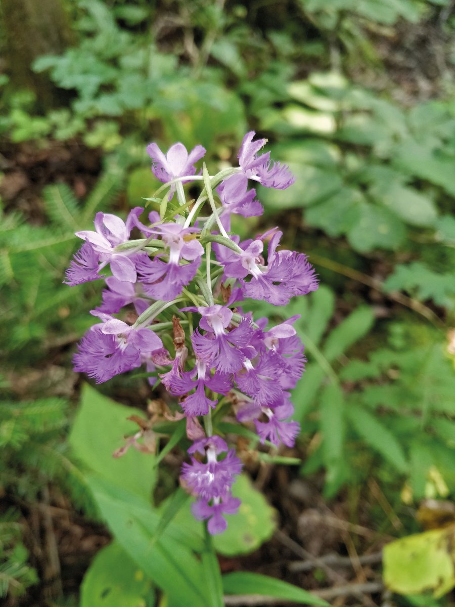 Platanthère grandiflore