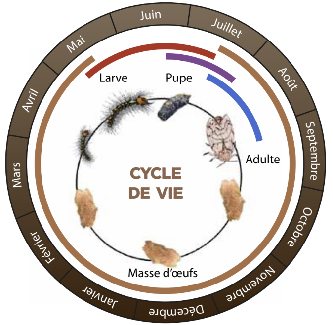 Cycle de vie de la spongieuse