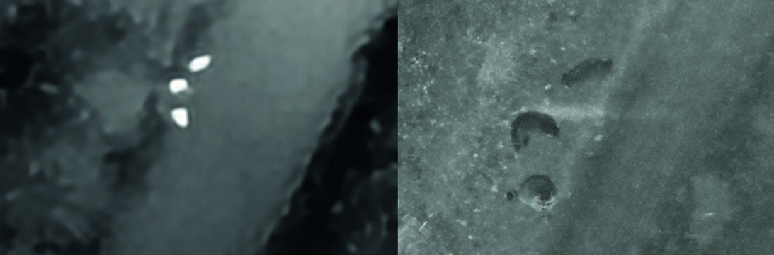 Détections thermiques de ratons laveurs, confirmées par la caméra optique