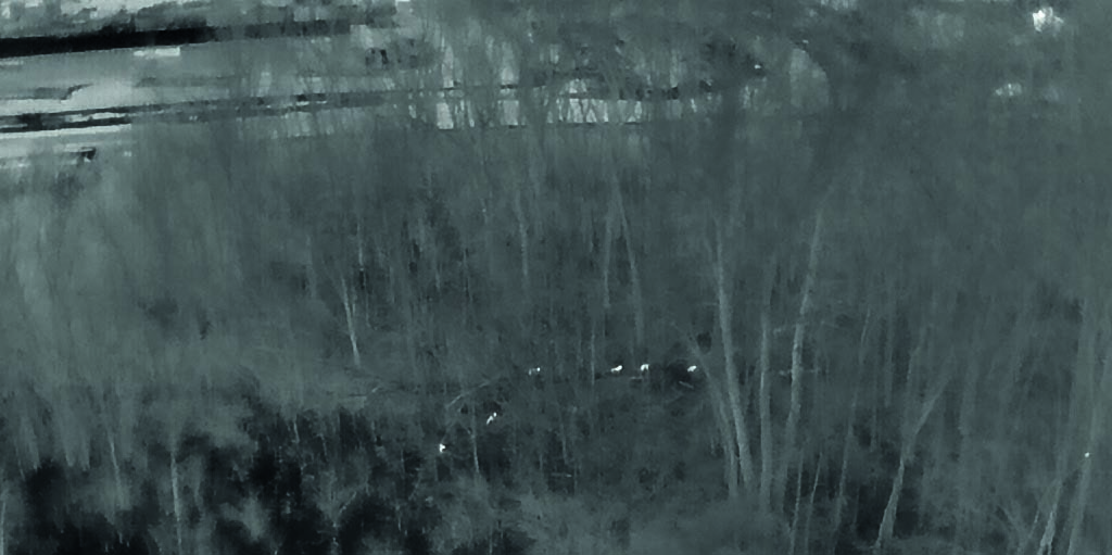 Image thermique aérienne d’un secteur ouvert, où de petits points blancs correspondent à des cerfs