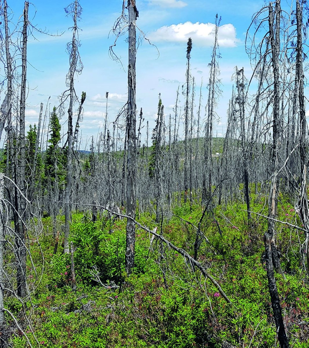 Forêt brûlée dans le nord du Québec, près de 10 ans après le feu : troncs morts debout et végétation qui repousse au sol