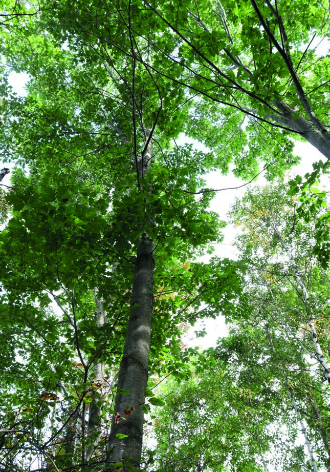 Chêne rouge de 30 ans en forêt