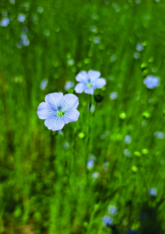 Fleur de lin et lin sec