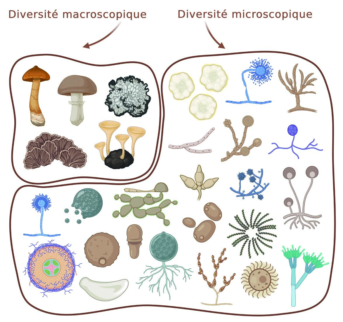 Diversité macroscopique et microscopique