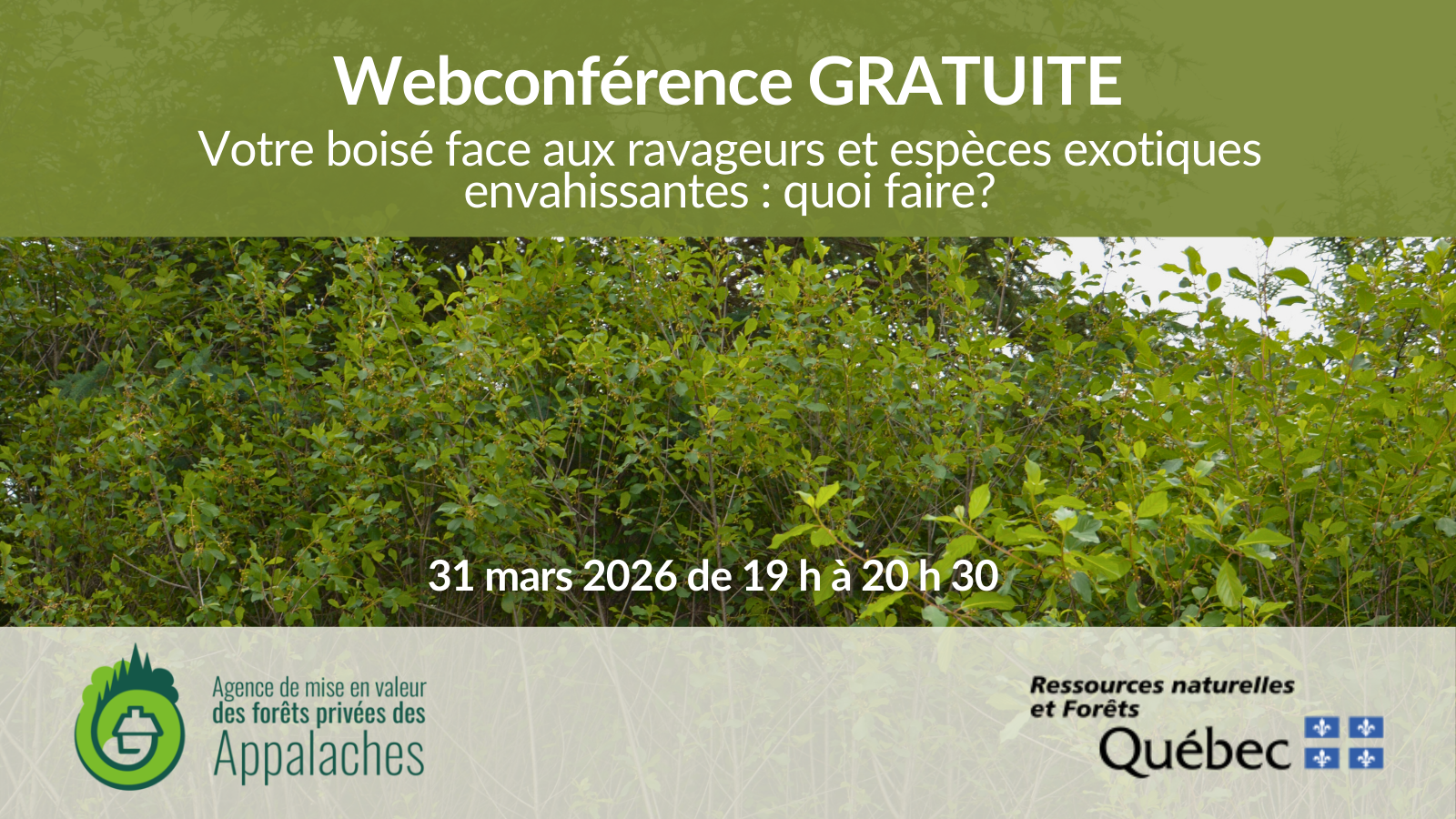 Webconférence - Votre boisé face aux ravageurs et espèces exotiques envahissantes : quoi faire?