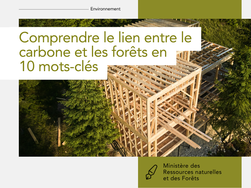 Comprendre Le Lien Entre Le Carbone Et Les For ts En 10 Mots cl s comprendre-le-lien-entre-le-carbone-et-les-for-ts-en-10-mots-cl-s