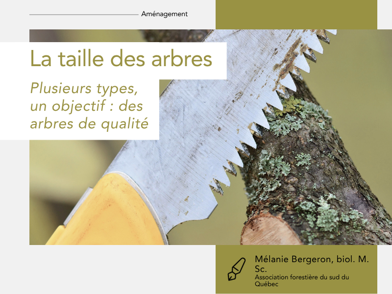 Articles - Vignette